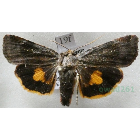 Noctua janthina Denis & Schiffermüller, 1775 Rolnica przepaska Czech19f